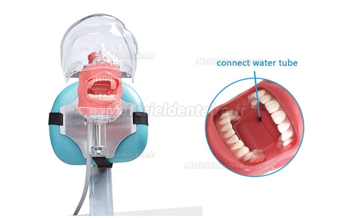 Jingle C6-3 modèle de pratique de chirurgie dentaire simulation dentaire compatible Nissin Kilgore