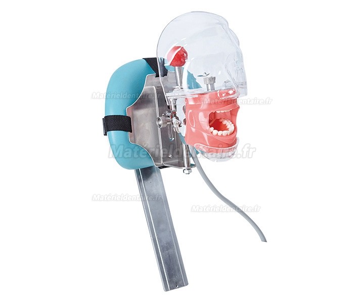 Jingle C6-3 modèle de pratique de chirurgie dentaire simulation dentaire compatible Nissin Kilgore