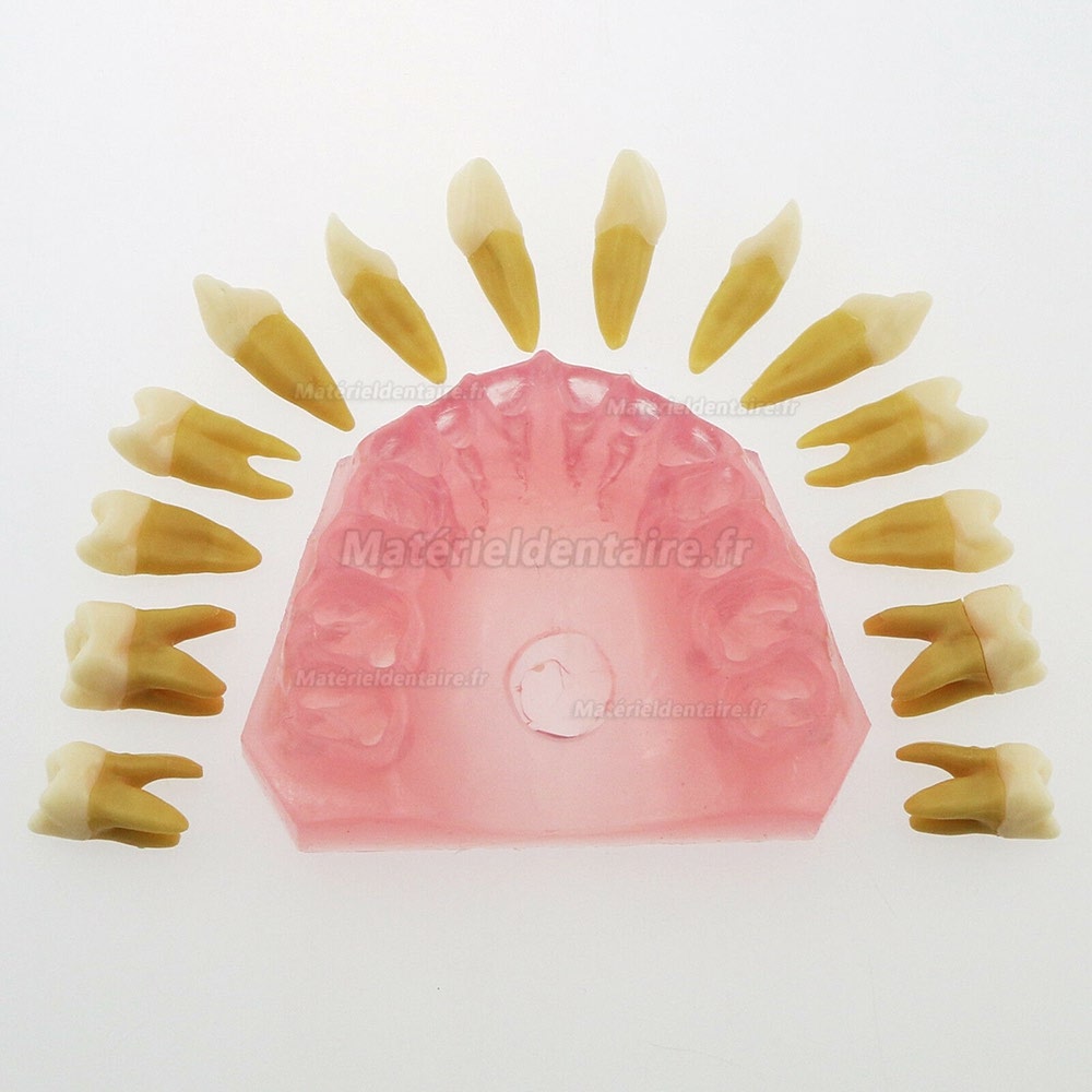 1 Pc modèle dentaire de dents avec 28 pcs amovibles modèle standard 4004 pour éducation