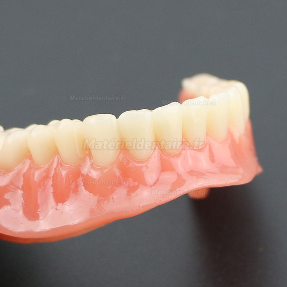 Modèle 6002 02 d’Overdenture Inférieure d’Étude de Démo de Dents Inférieures avec 4 Implants