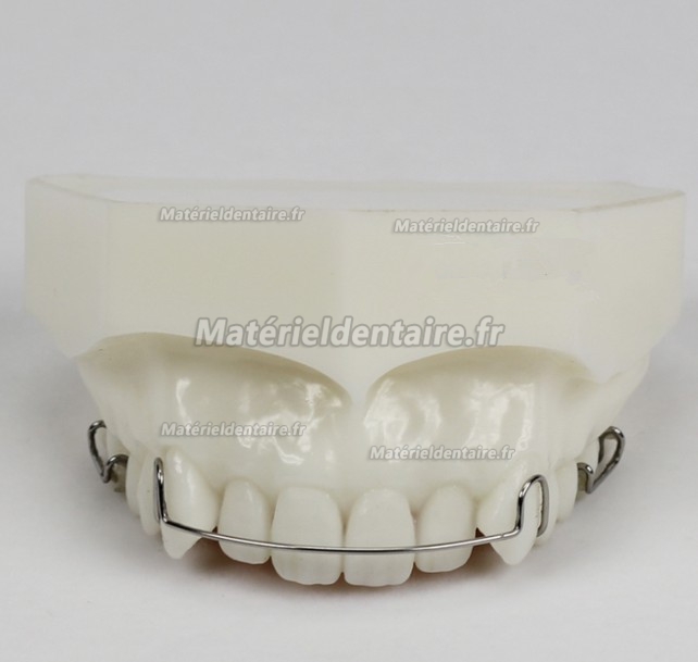 Modèle Orthodontie Maintenance de traitement M3007