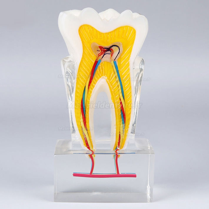 Modèle anatomique dentaire d'enseignement de l'anatomie des dents